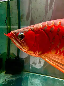 Ikan Arowana / Arwana super red 50-55cm