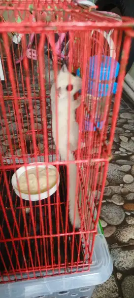 Sugar glider platmos