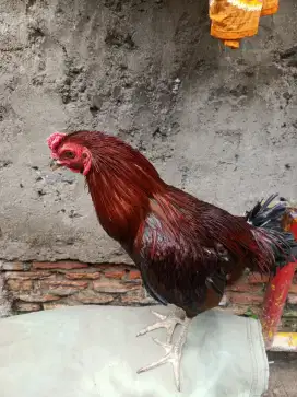 Ayam Bangkok pakhoy Mangon Pama