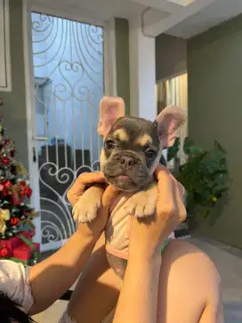 French buldog exotic