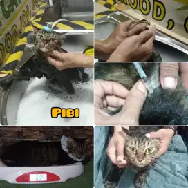 Lowongan kerja cat sitter