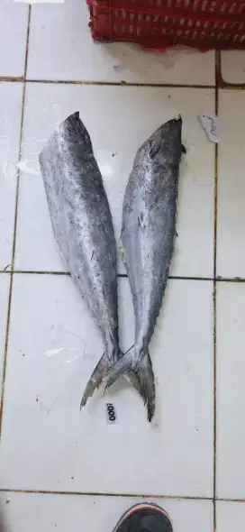 Ikan Tenggiri cocok untuk pempek somay