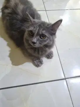 Open adopt persia x muchkin betina 6 bulan
