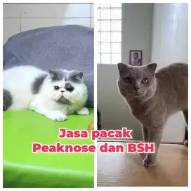 Jasa Pacak peaknose dan bsh