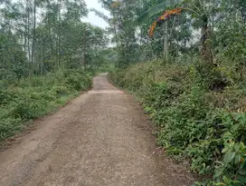 Tanah murah meriah cocok untuk investasi atau berkebun dan berternak