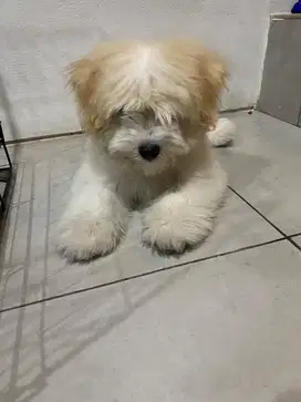 Dijual anak Anjing Maltipo