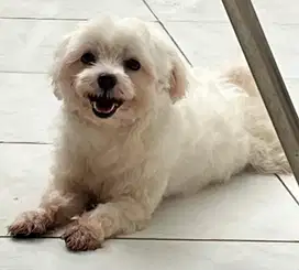 Sale Maltese jantan