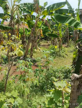 Miliki Tanah darat di Sukatani Cimanggis Bogor Jawa Barat