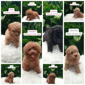 Toy tiny poodle cakep murmer free ongkir