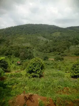 DIJUAL LAHAN PERKEBUNAN DI SUBANG