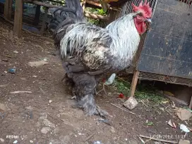 Ayam 3 ekor borongan