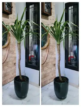 Tanaman pandan Bali siap pajang