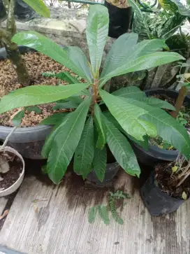 Mamey Sapote Magana, Sawo Raksasa Magana semai dr biji