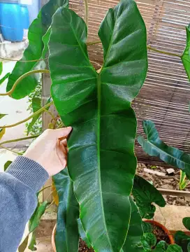 Tanaman Philodendron Atabapoense Jumbo
