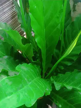 Tanaman Anthurium Hookeri Jumbo