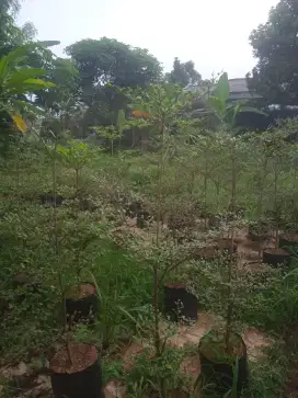 Ketapang kencana tinggi 2 mtr
