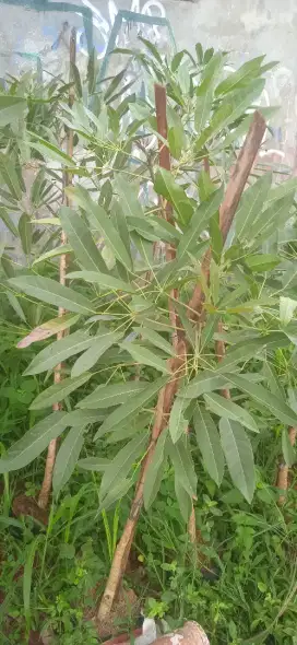 Tabibuya kembang kuning tinggi 2 mtr