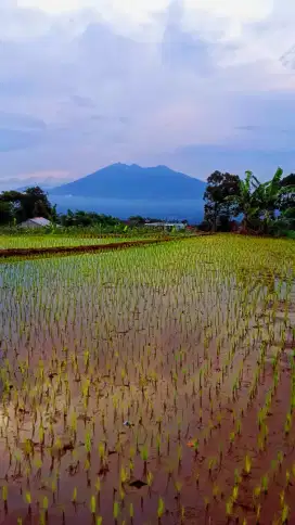 sayah sedang cari kerjaan