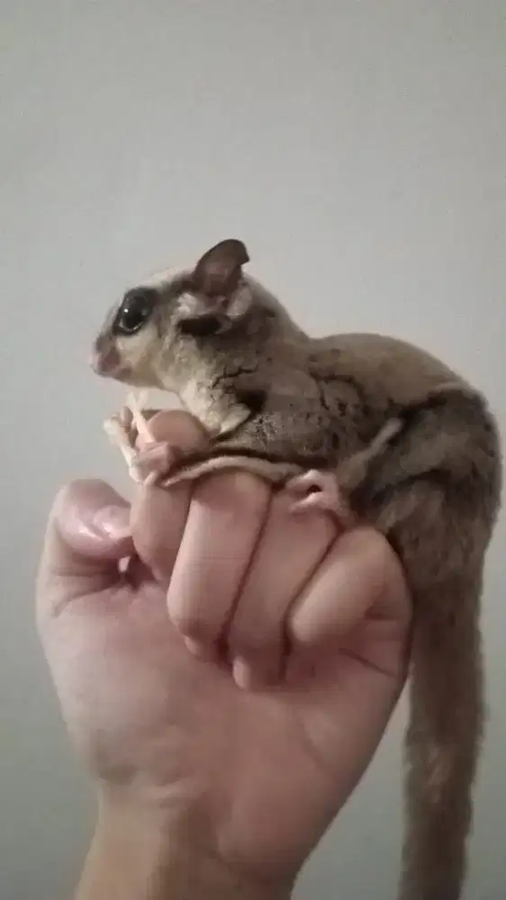 promo sugar glider + kandang