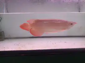 Ikan hias Arwana Super Red  size 35an cm