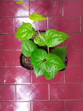 Bibit tanaman sirih hijau