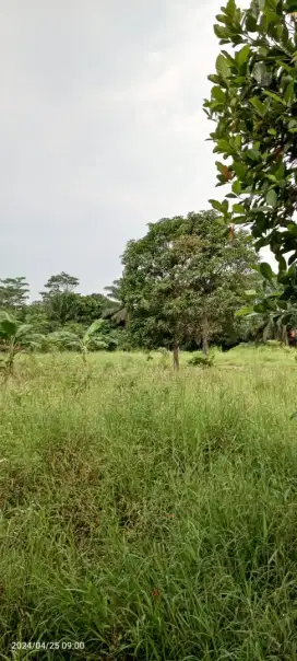 Di jual tanah cibarusah . Keb. Bekasi