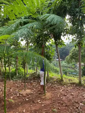 Pohon pelindung