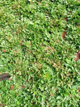 Jual rumput hias