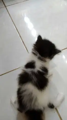 Kitten Persia Flatnose Betina