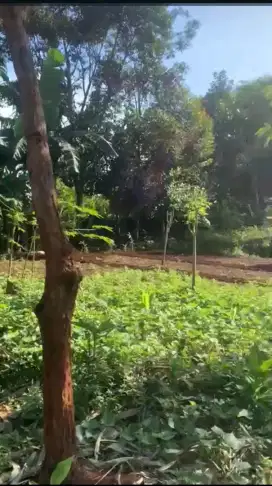 Tanah kebon di Kab Bogor