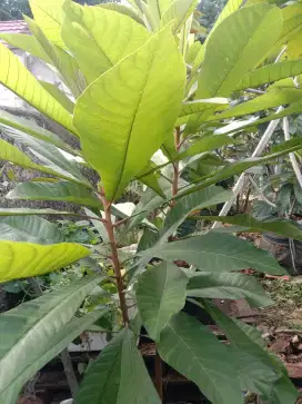 Mamey sapote keywes