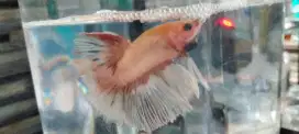 Ikan cupang halfmoon (male)