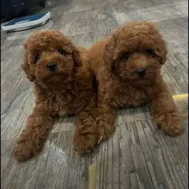 Red Toy Poodle High Quality