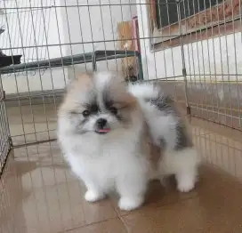 Anjing Super Minipom