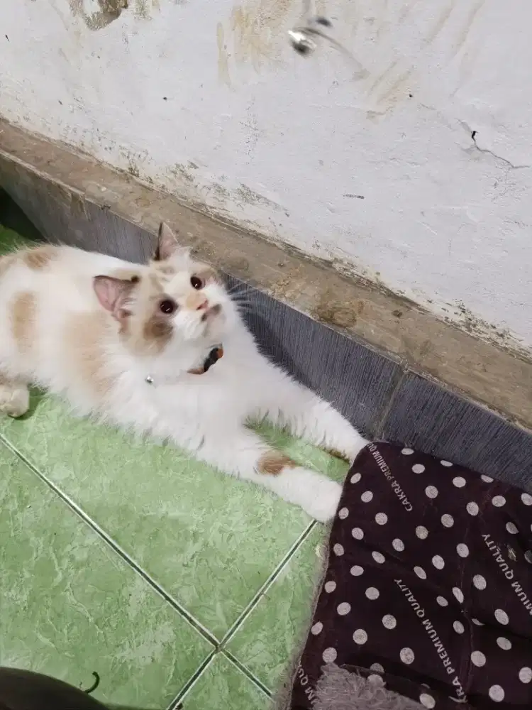 Kucing Ragdoll / midoll