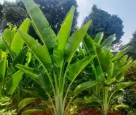Pisang kipas tinggi 2 mtr