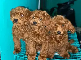 PUPPIES POODLE PUDEL RED TOY 100% ASLI
