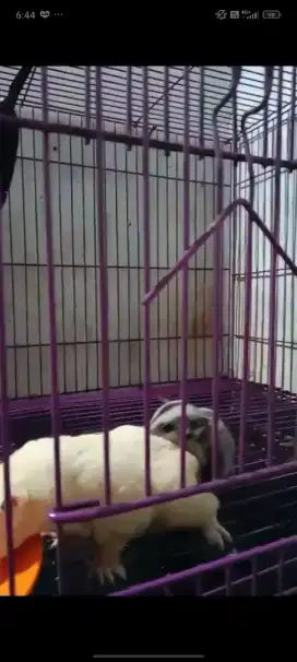 Sugar glider sepasang