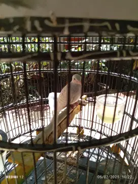 Perkutut putih (mustikaning peksi)