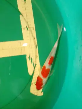 Ikan koi jenis Showa 25cm pola Tategoi