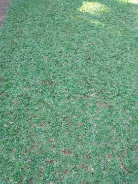 Rumput gajah mini