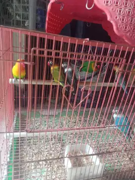 Jual burung lovebird dewasa