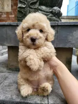 Toy Poodle High Quality