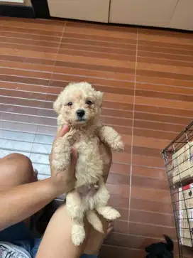 Toy Poodle Promo !!!