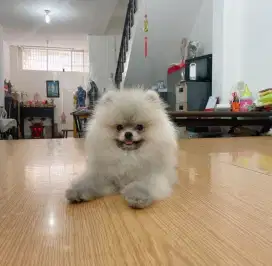 Super Minipom High Quality