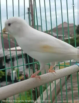Kenari jantan warna abu² betina putih