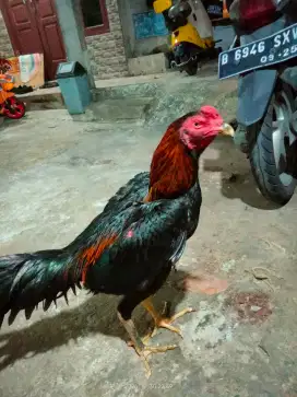 Ayam muda siap rawat lagi...prestasi 2x win