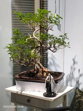 Pistacia Weinmannifolia tanaman hias dekorasi indor outdor spt bonsai