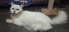 RAGDOLL BETINA INDUKAN 2 TAHUN MURMER