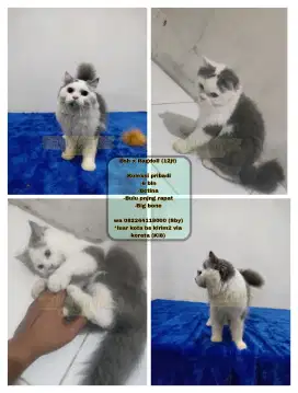 Kucing Bsh x Ragdoll (koleksi pribadi)